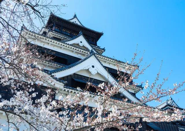 2017熊本樱花盛开时间,熊本樱花地推荐
