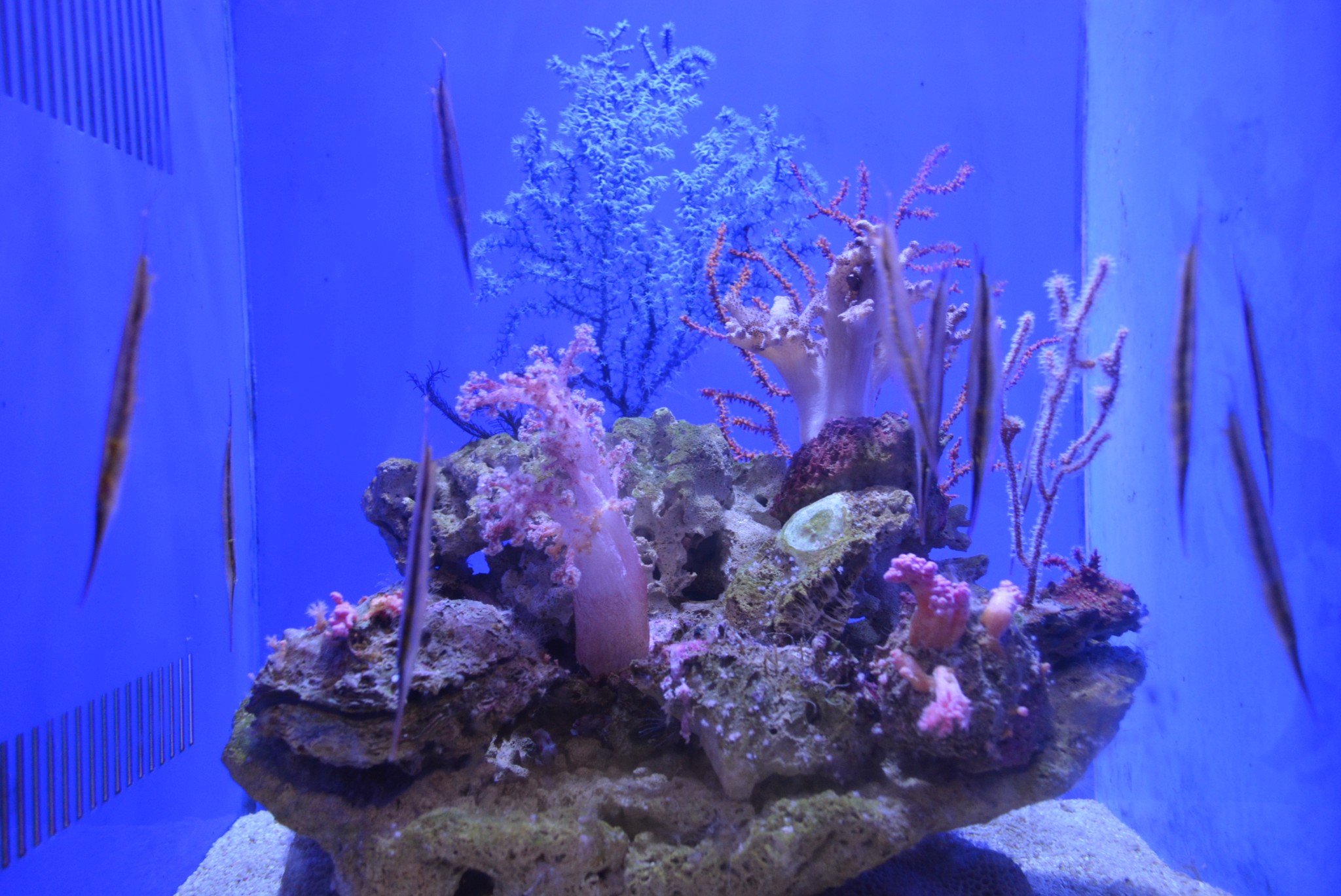 青岛水族馆         