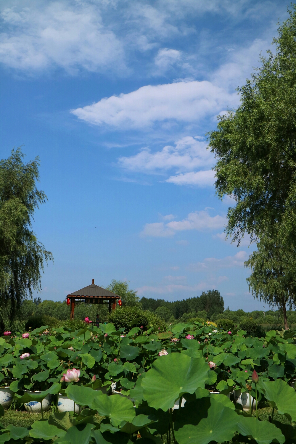 吟出水莲-再游铁岭莲花湖湿地