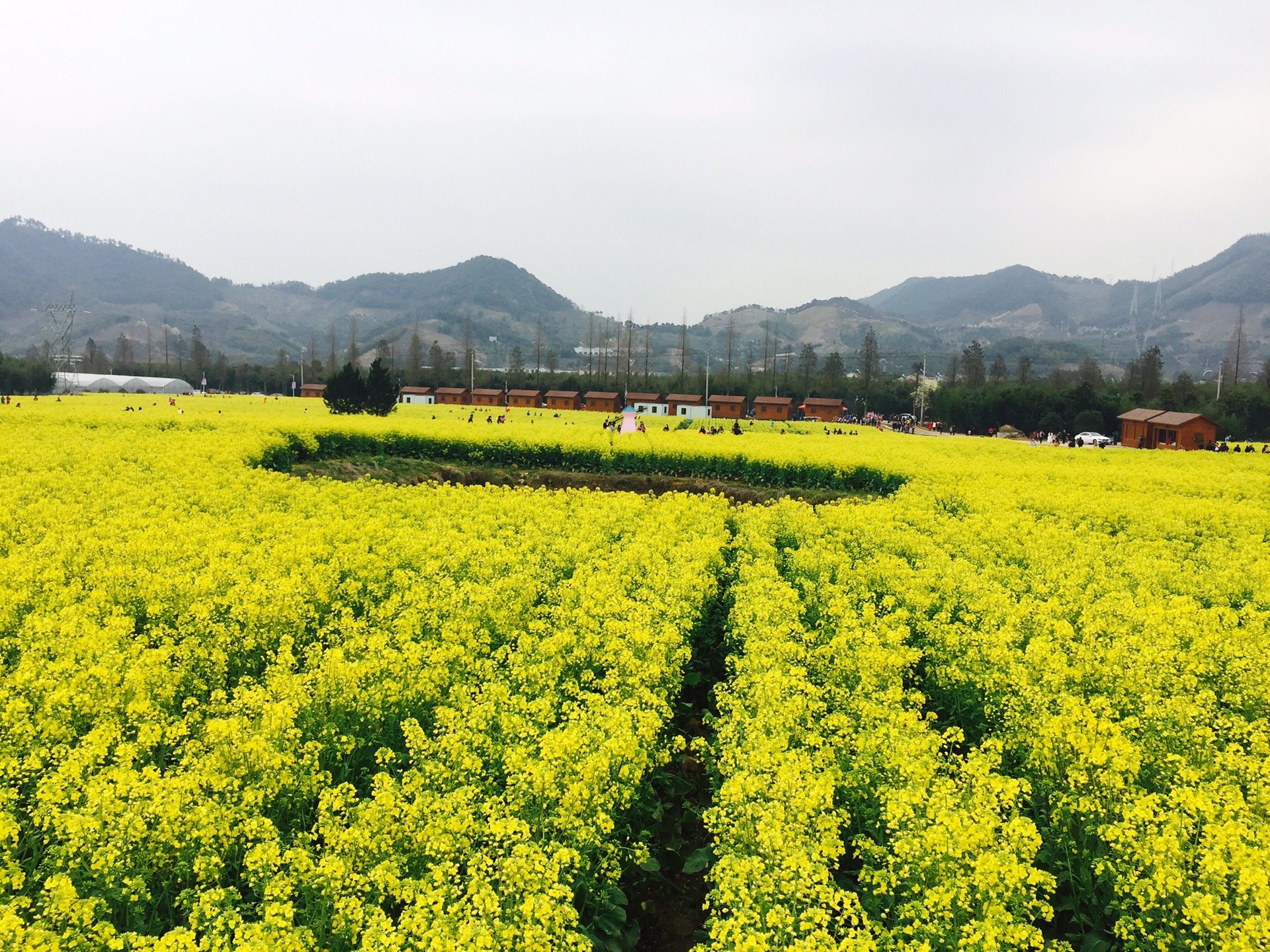 油菜花的味道  记起那熟悉的菜油味 地点:浙江省 宁波市 溪口镇 新建