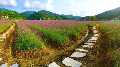 浏阳大围山香薰花海门票