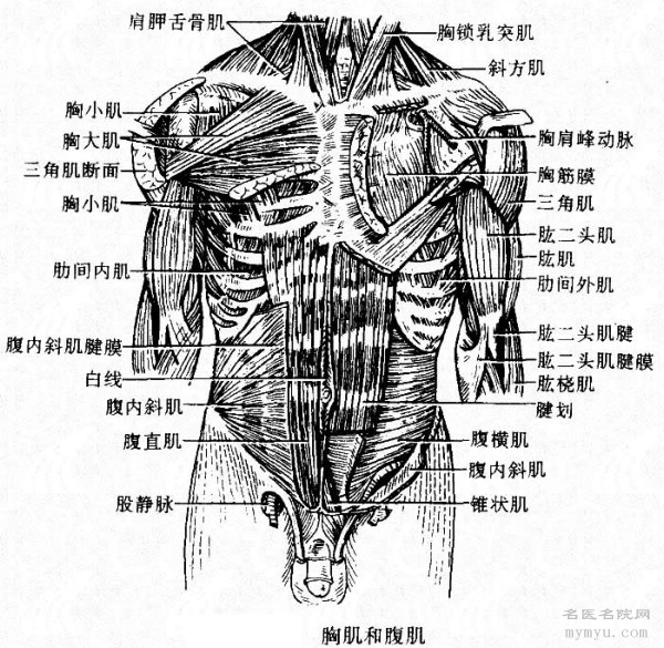 还有肌肉与人体机能息息相关,如锻炼背肌可增强呼吸系统的功能,腰腹肌