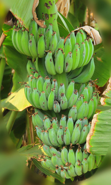 去腥的香茅草 cnHhjE9UNoaZ52gGAAHE5tT4mfY28.jpeg?imageView2%2F2%2Fw%2F600%2Fh%2F600%2Fq%2F90
