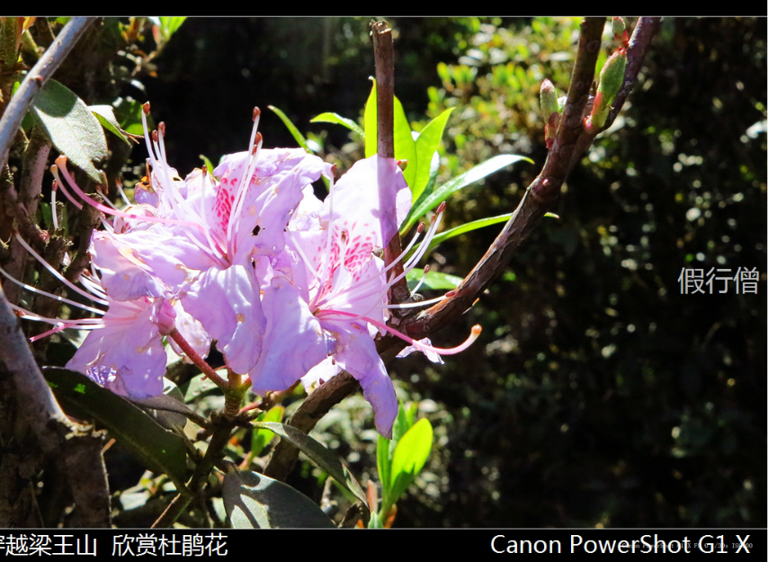 梁王山越野 杜鹃花烂漫