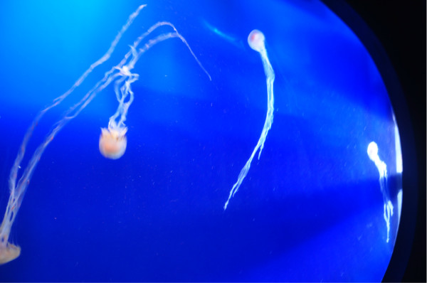 海洋之心图片含义 wKgB21A4yPXZIY5WAAZ5T1A363A18.jpeg?imageView2%2F2%2Fw%2F600%2Fh%2F600%2Fq%2F90