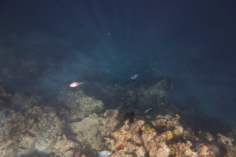 潜水去:  在深海区往下看有点阴森恐怖,海龟看够了往浅海区游吧