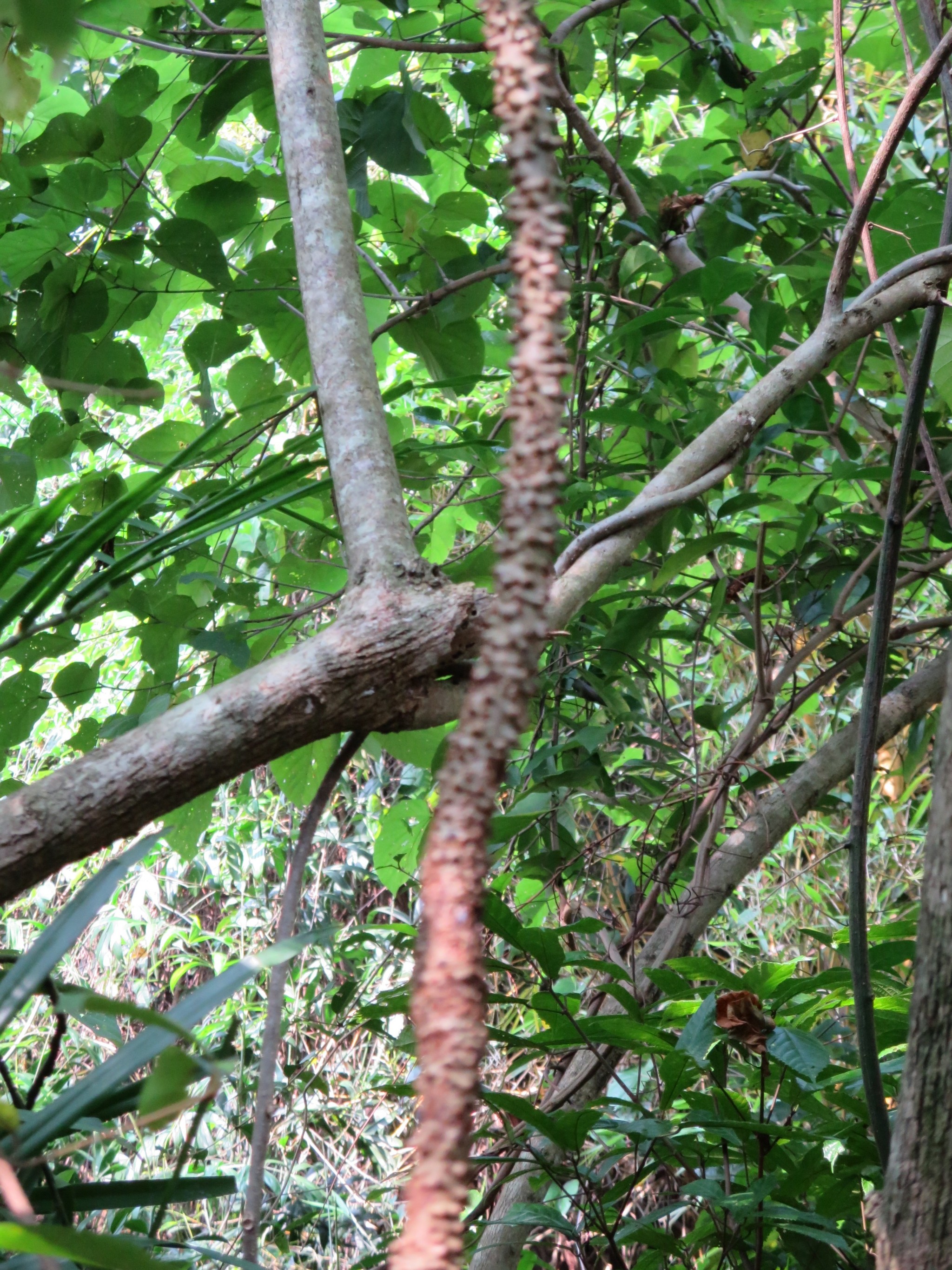 兰花竹子猜成语_看图猜成语(2)