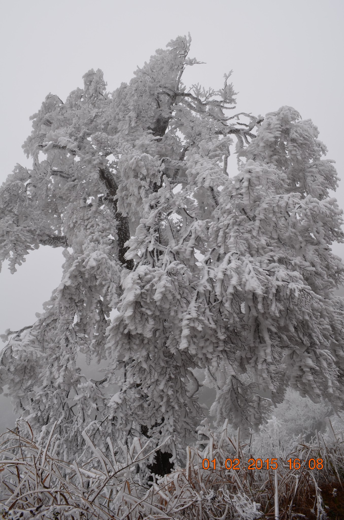 桂林11天10晚,遇见猫儿山冰冻雪景.