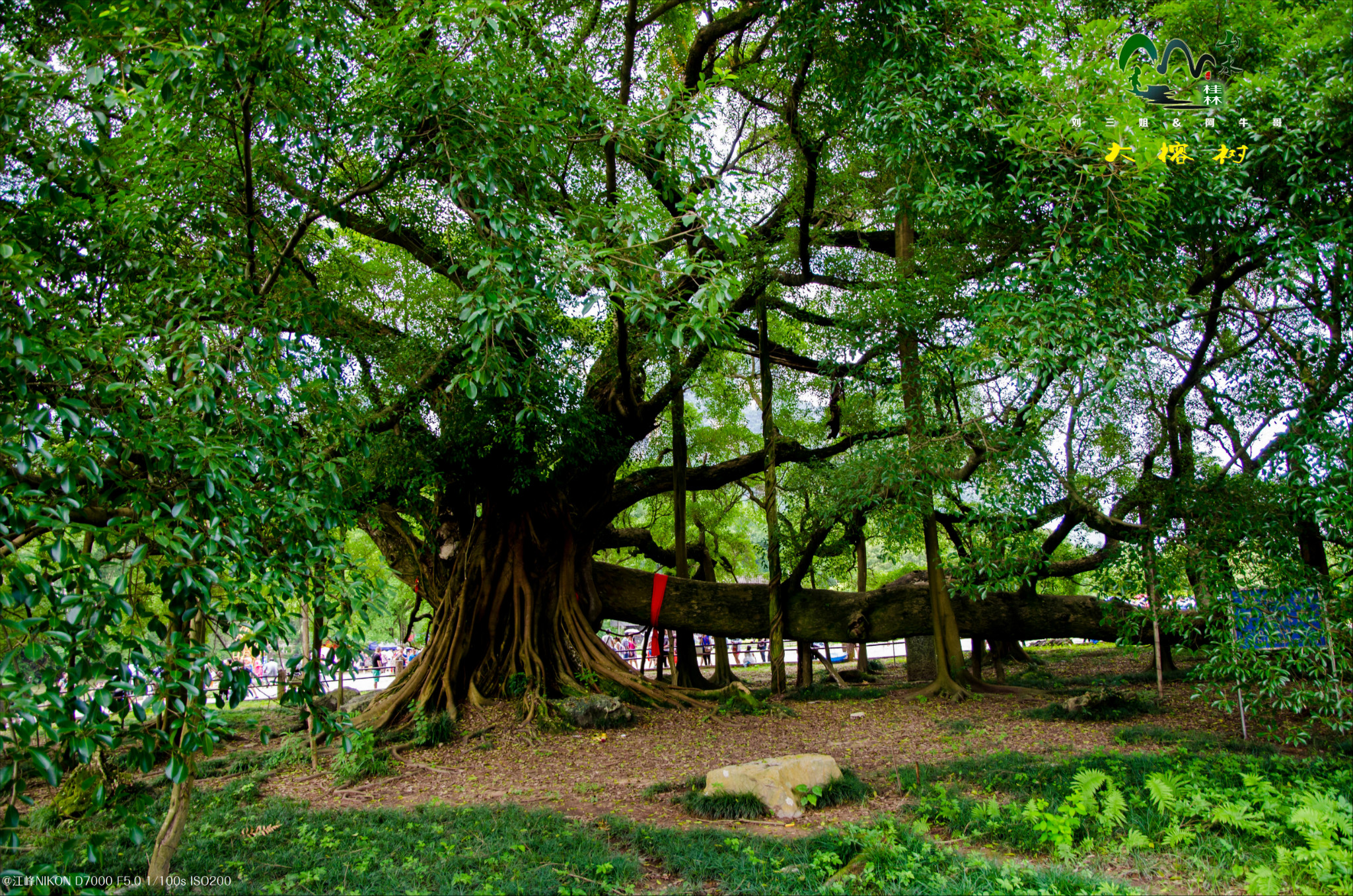 大榕树风景区        