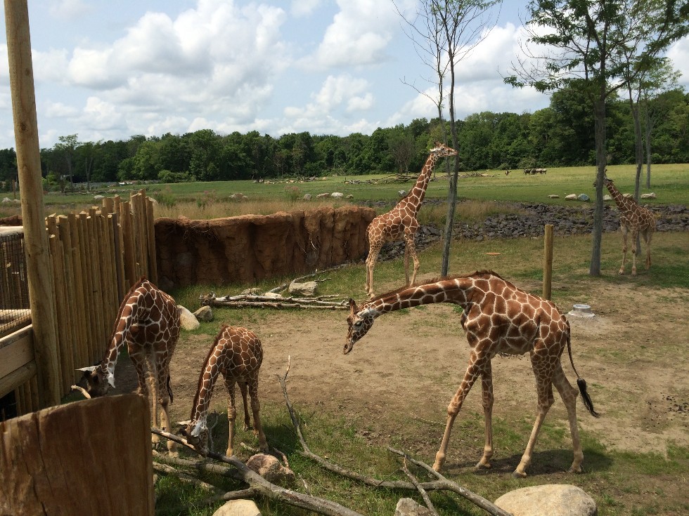哥伦布动物园(columbus zoo)