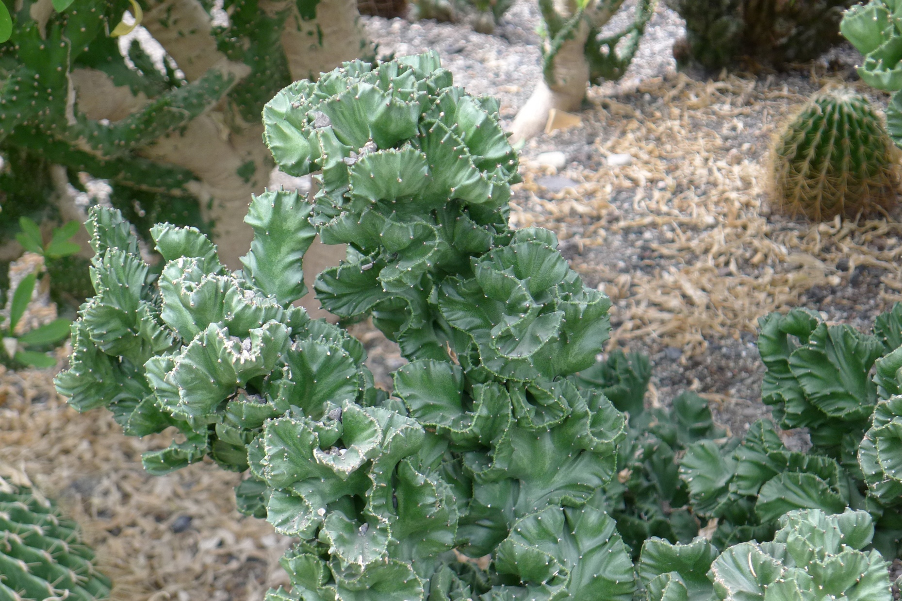 春峰是多肉植物帝锦的变异品种.