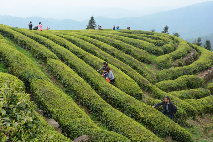 湖北宜昌茶文化,茶叶品质与茶产业的发展研究