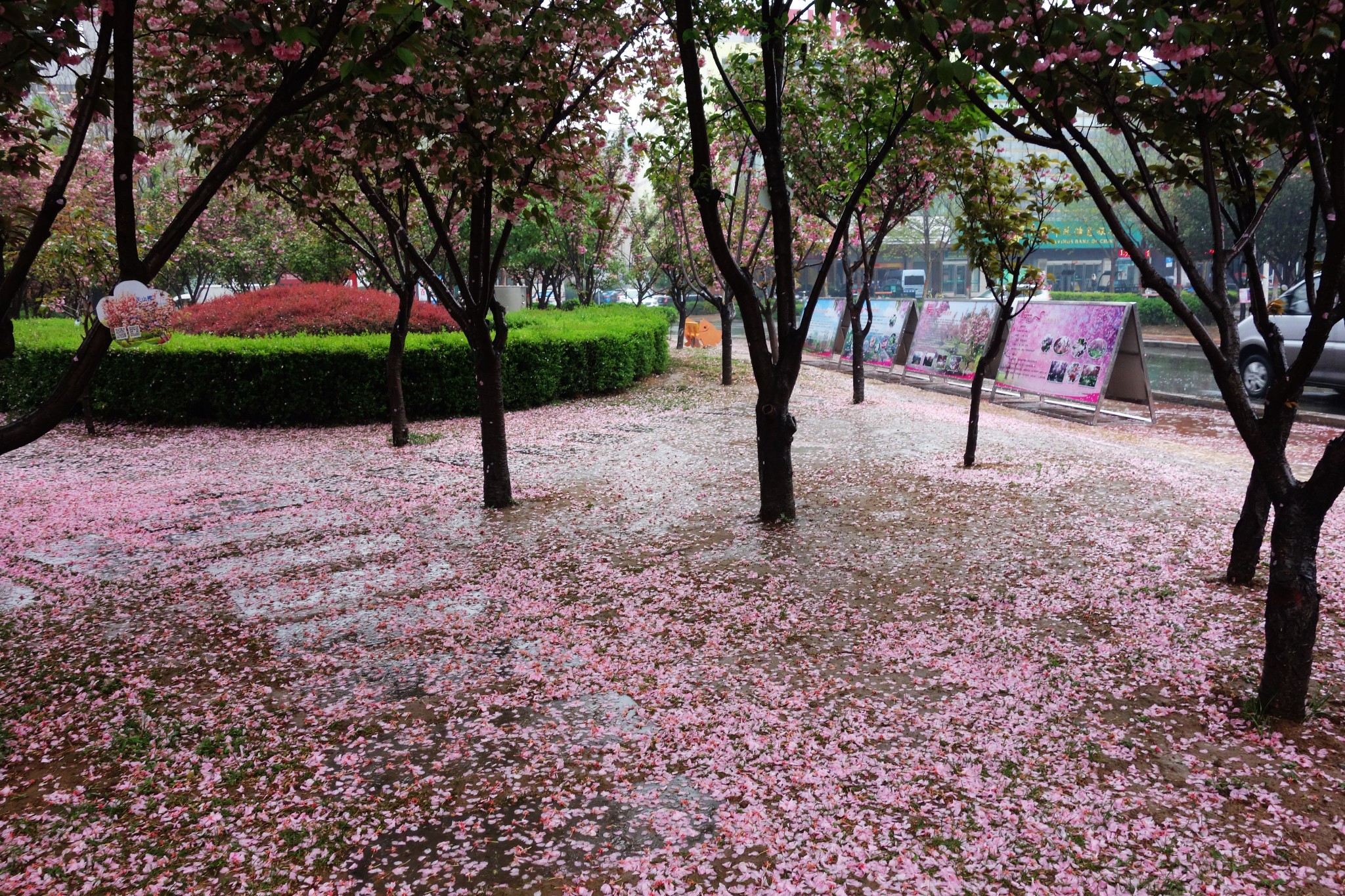 鹤壁樱花节