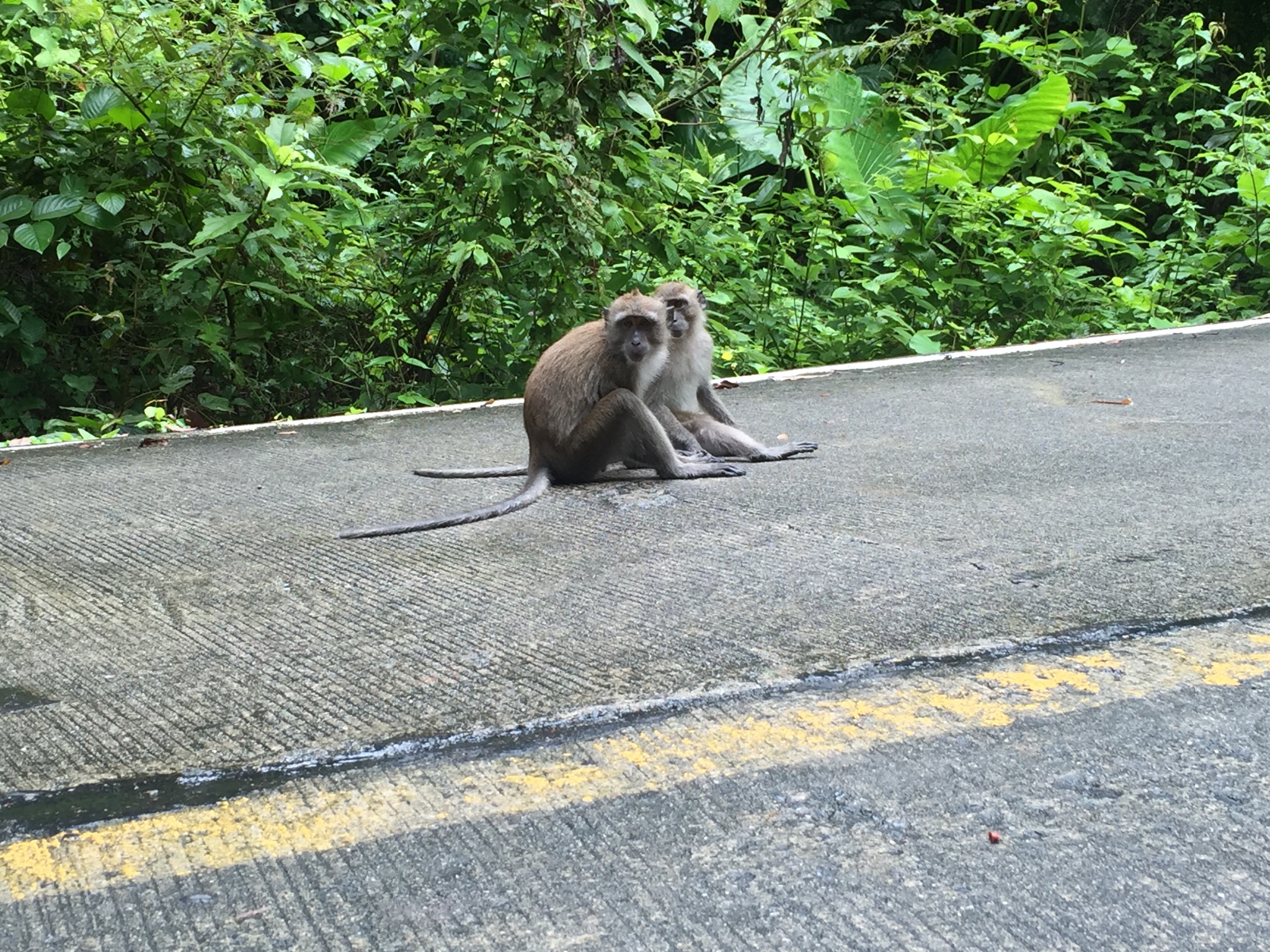 坐在马路中间的猴子.有个小视频可以看一下