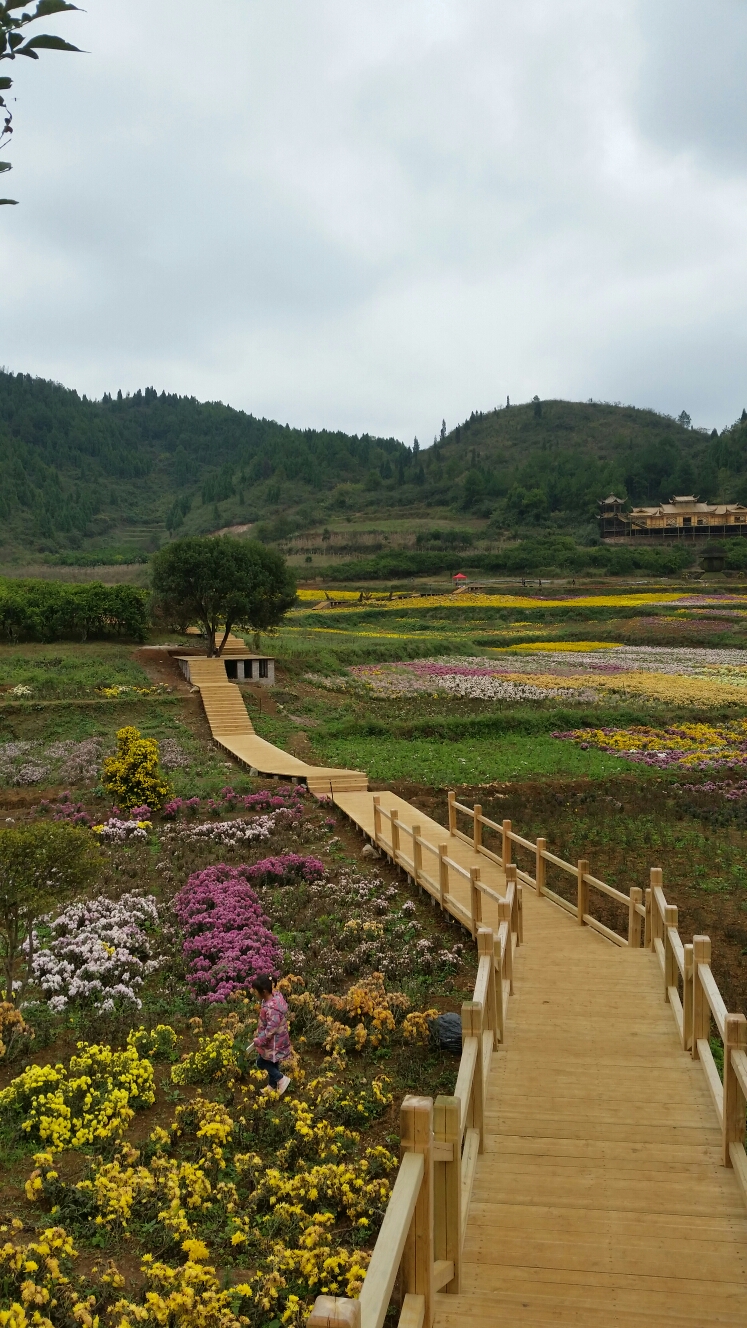 麻江·药谷江村品菊季,麻江县旅游攻略 - 马蜂窝