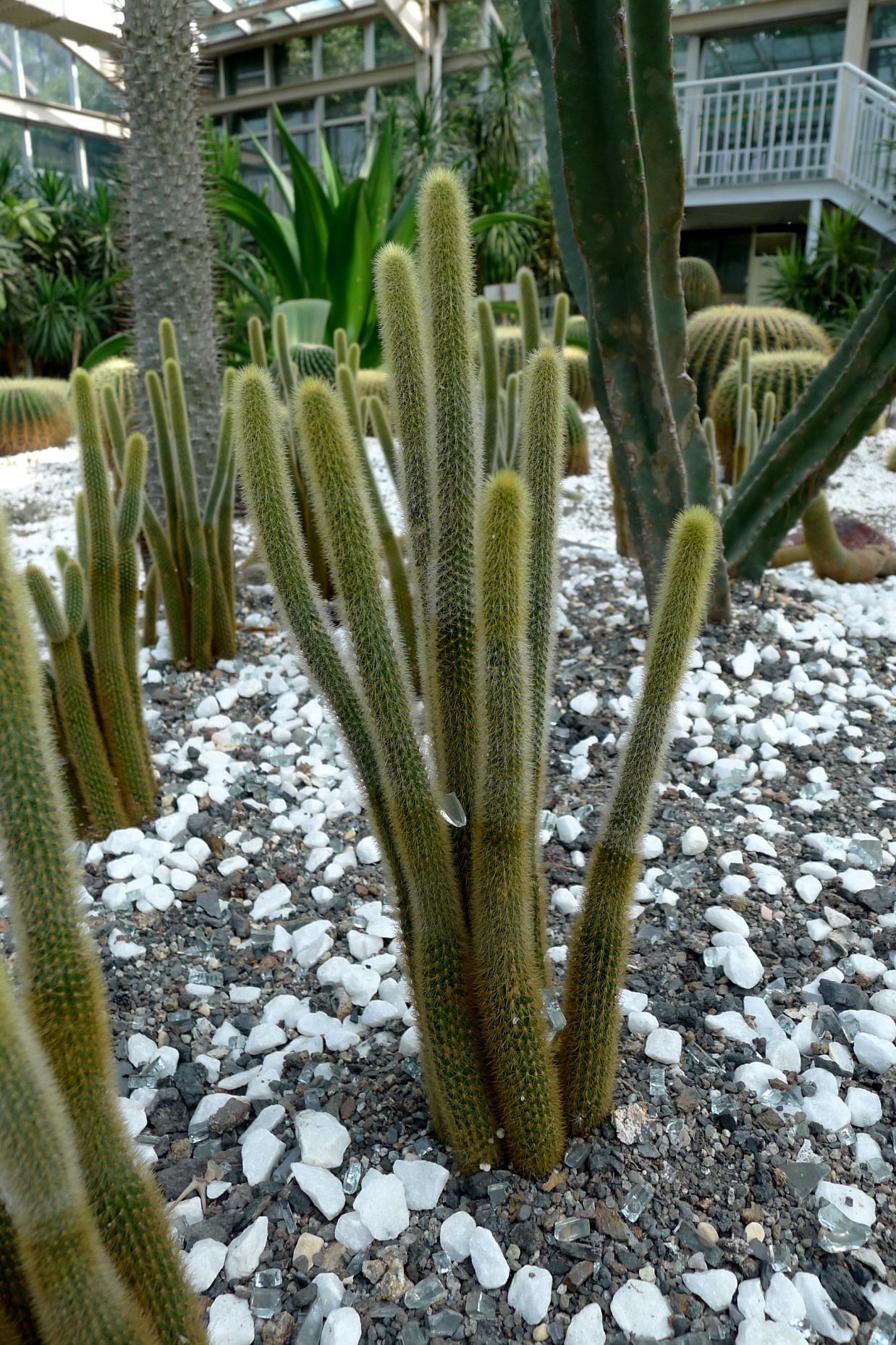 金柳,又名金纽,是原产墨西哥的仙人掌属植物.