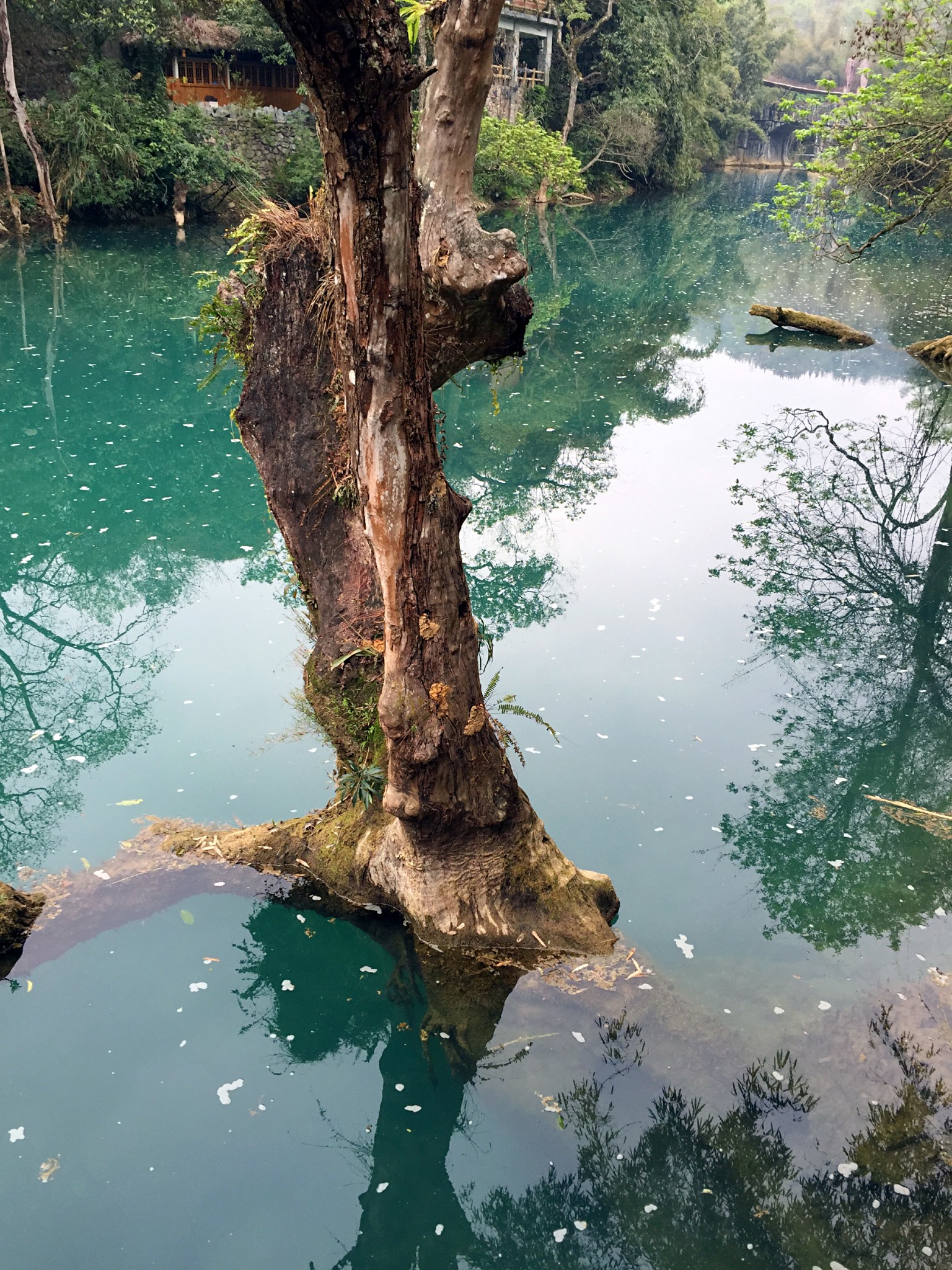 兴义都匀凯里gdp_都匀毛尖图片(2)