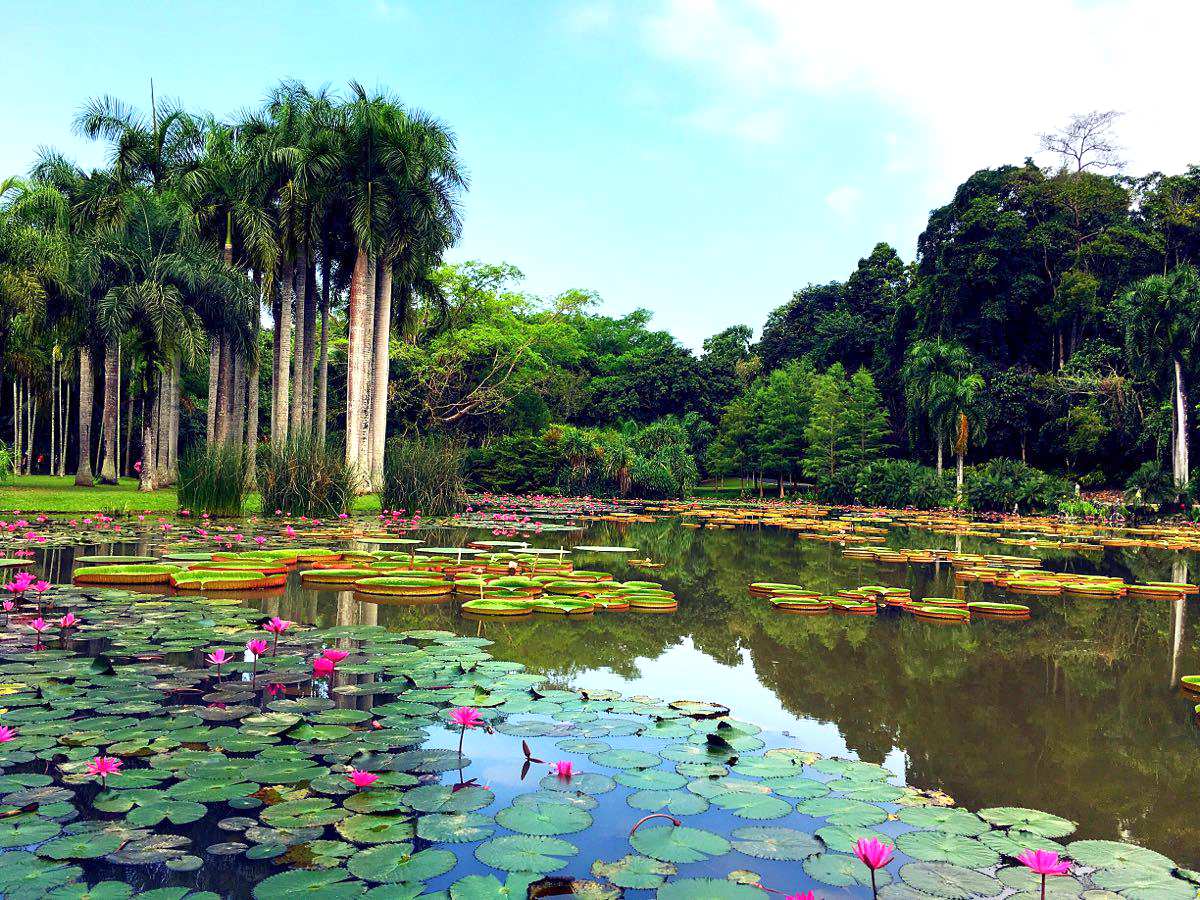 植物风景简笔画带颜色内容图片展示