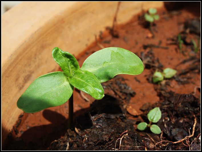 六点钟猜成语_看图猜成语(2)