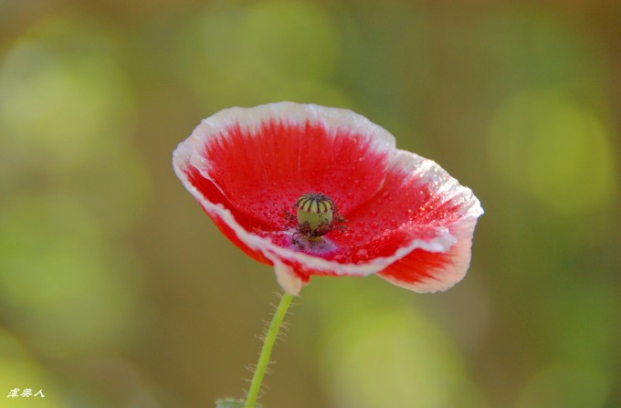 遨翔在花海 花痴游记第一部草本植物 5 遨翔在花海 花痴游记第一部草本植物 5