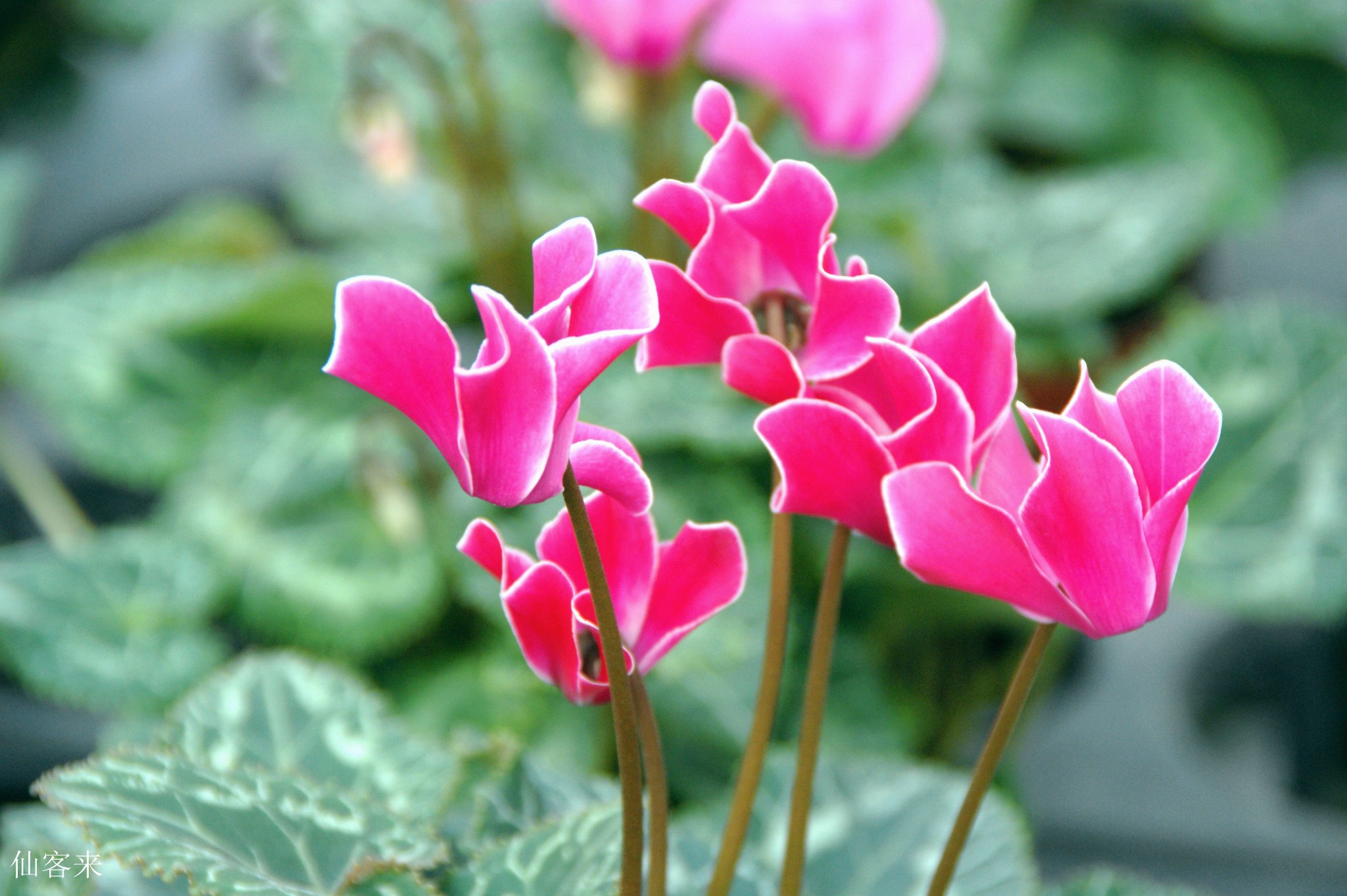 遨翔在花海 花痴游记第一部草本植物 6