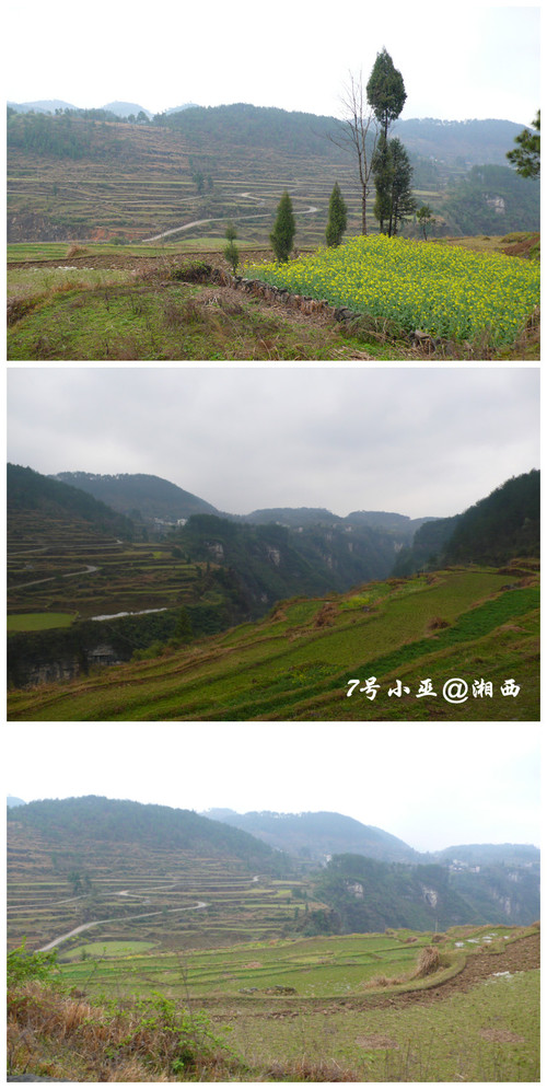 凤凰多少人口_凤凰妃子官帽多少价格(2)