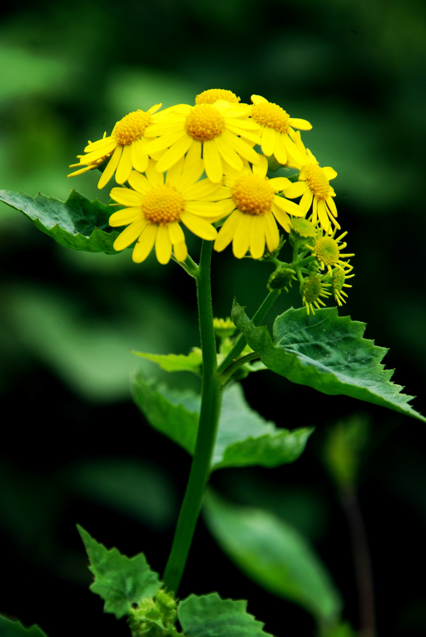 它的名字——蒲儿根