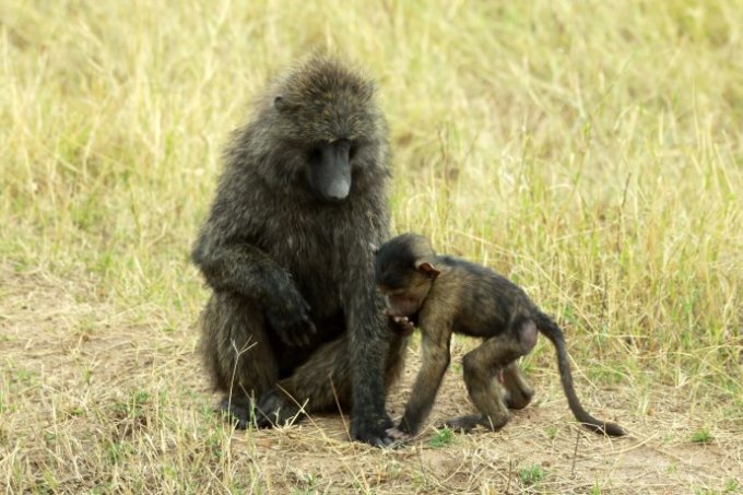 狒狒视频大全集 wKgBpVYgWtmATKoUAAGNfh8qz6813.jpeg?imageView2%2F2%2Fw%2F680%2Fq%2F90