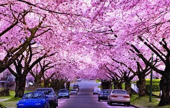 世界最美赏花地 wKgBs1bKvtuATUaDAAEOwLouq7o40.jpeg?imageView2%2F2%2Fw%2F600%2Fq%2F90