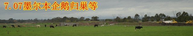 7.07墨尔本-企鹅归巢等 7.07墨尔本-企鹅归巢等