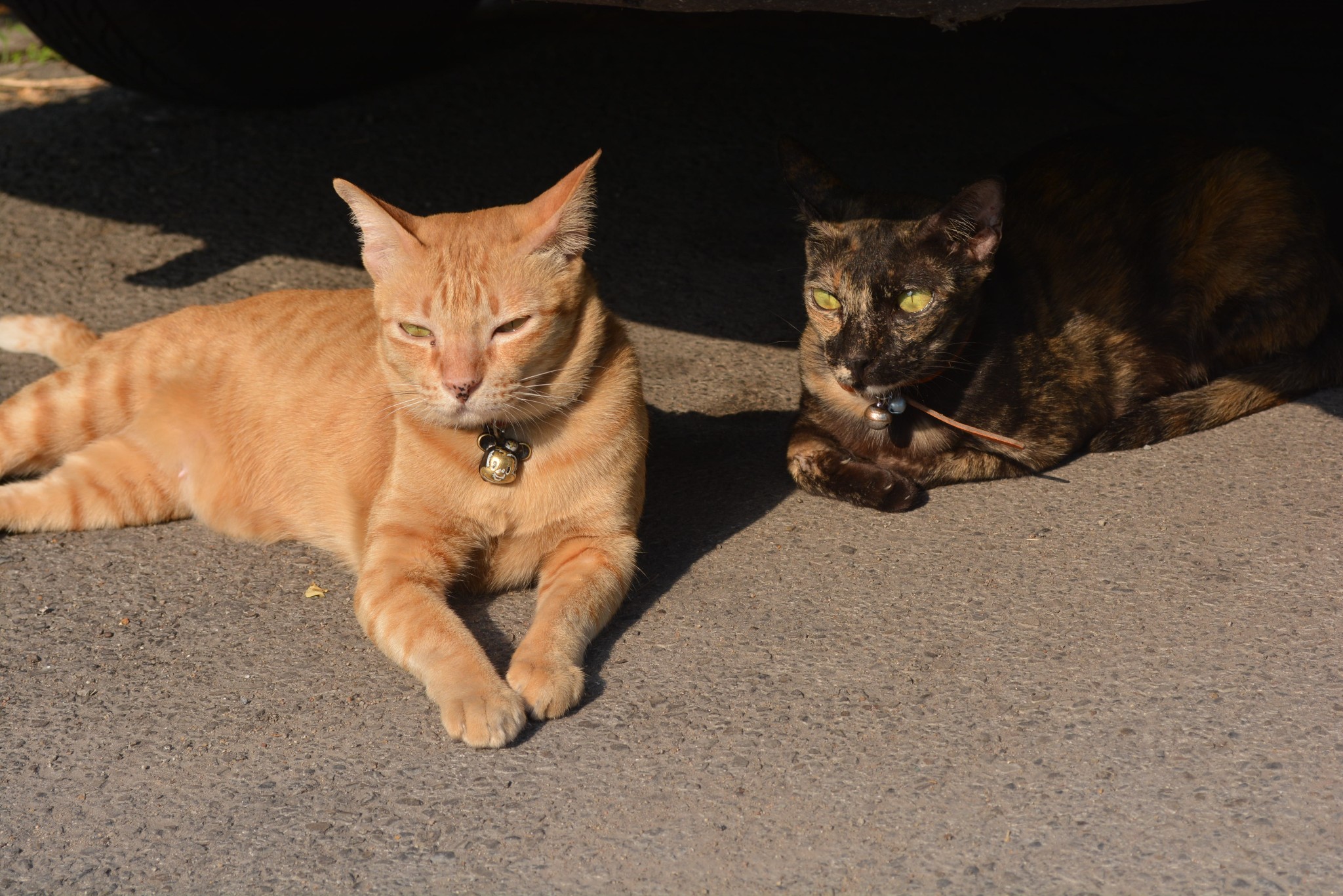 【油菜籽游记】5000元清迈白庙拜县7日之旅